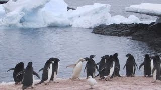 Where do penguins live?