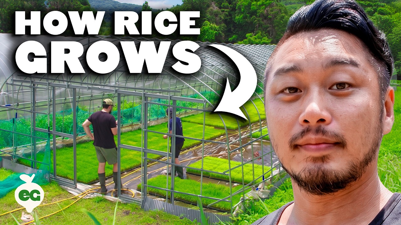 He Quit His Job To Farm Rice In The Japanese Countryside | Grow & Tell