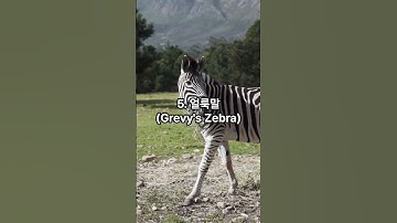 세계 멸종 위기에 있는 동물 TOP10
