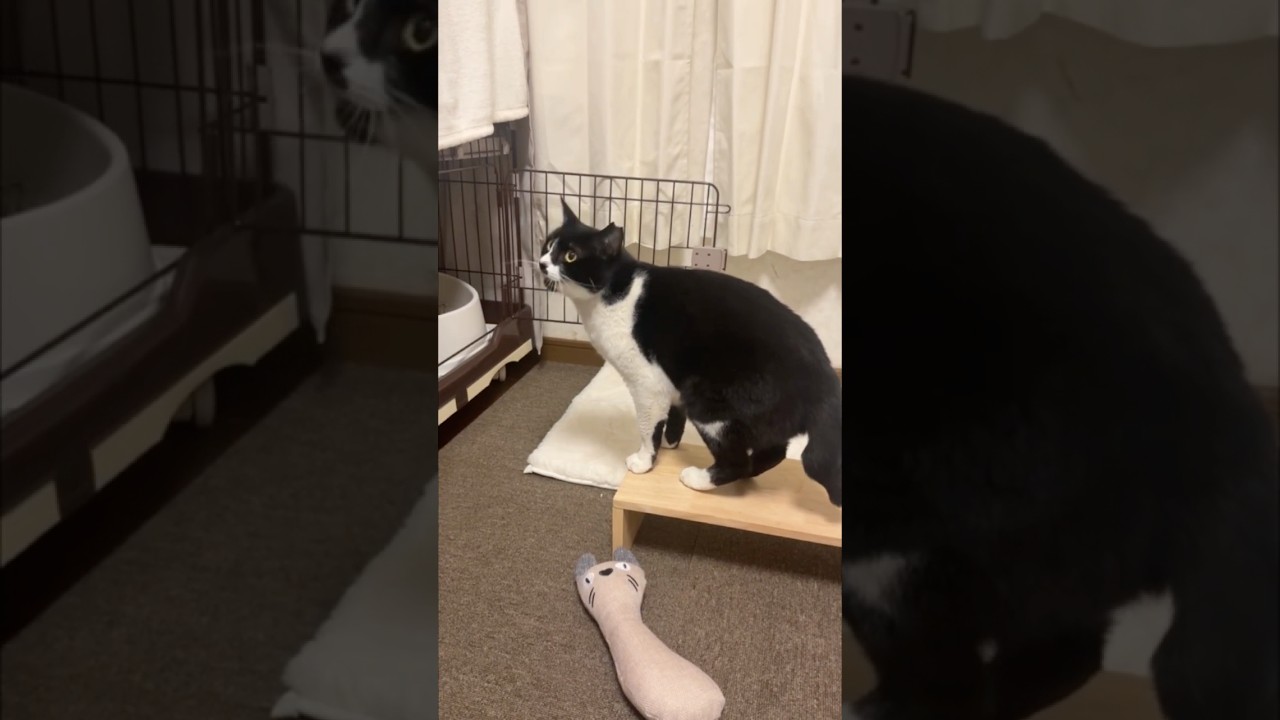 地域猫を3月にお迎えしました。自分から家の中に入るくらいに慣れていたのですが、部屋に入れたらずっと鳴き続けます