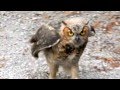 Owl Running at Me