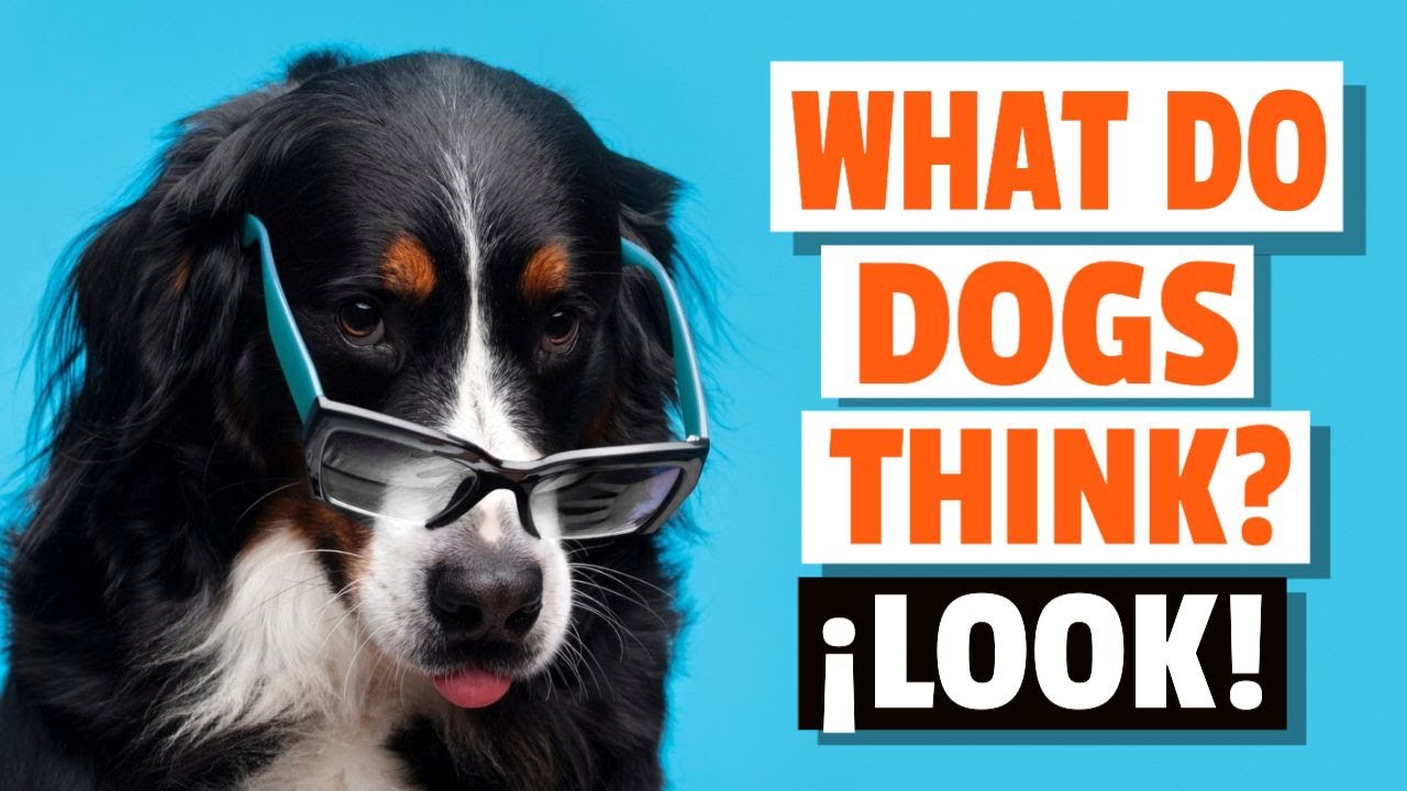 Do Dogs Think In Pictures