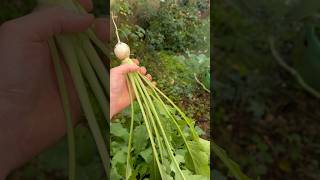 Harvesting Turnips in the rain music garden gardening rainyday gardenscapes gardentour