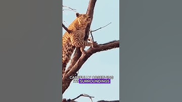 Leopard Chases Monkey Through Trees in Epic Jungle Chase! 😱🦁🐒 | Must Watch Nature Clash!