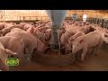 Las chilcas producción y comercialización de 2 millones kilos de cerdo por año (#906 2020-12-12)