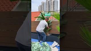 Creating tropical greenery on a terrace #plantlandscape #spacedesign #gardendesign #garden #plants