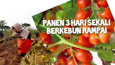 panen setiap 3 hari | aman menanam rampai meski jarang hujan