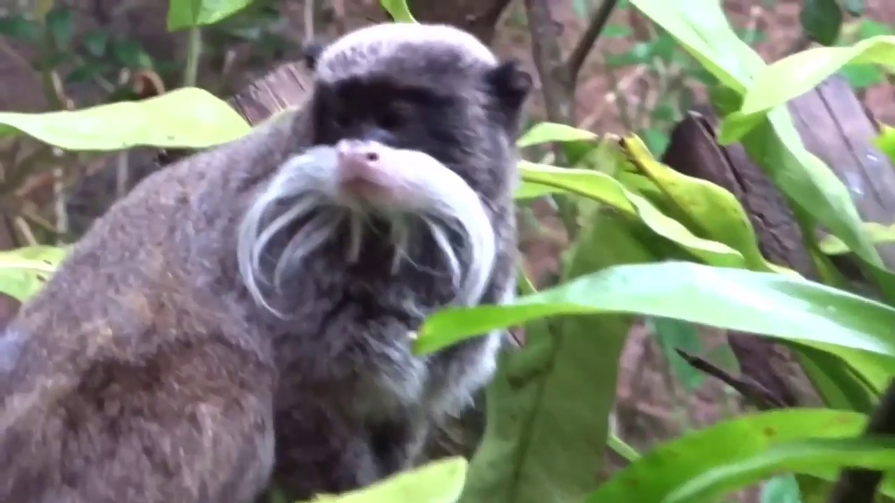 エンペラータマリン Emperor Tamarin Singapore Zoo シンガポール動物園 Youtube