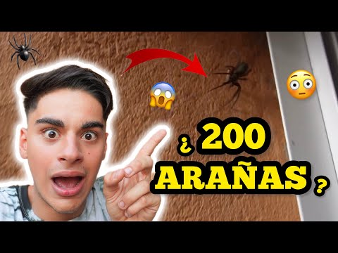 ¿200 ARAÑAS EN MI CASA?🧐🕷️ | JUANCITO INVESTIGA