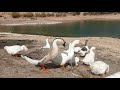 PAZAR GÜNÜ DOĞA GEZİSİ| ALIÇ TOPLADIK | KANLICA MANTARI ARADIK 