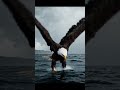 AI - Eagle🦅 hunting fish 🐟 .. #nature #life #trending #shorts