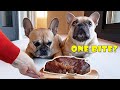Can They Resist? Leaving My French Bulldogs Alone With A HUGE Steak
