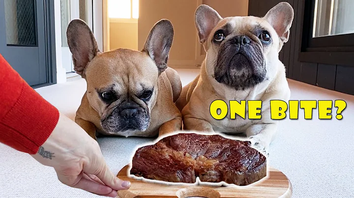 Can They Resist? Leaving My French Bulldogs Alone ...