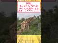 【悲報】キリンさん、子どもがライオンに襲われるも、見事ノックアウトwww #2ch面白いスレ
