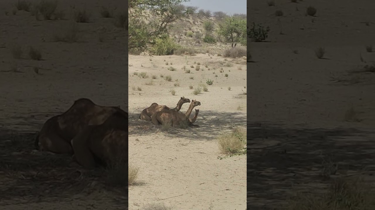 tharparkar camels