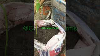 Three Important Tips to Know When Planting Sweet Potatoes #shorts #trending #sweetpotatofarming
