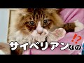 元野良猫ぽこまるサイベリアン説！ノルウェージャンかと思ったらサイベリアン？