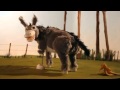 Wonky donkey song