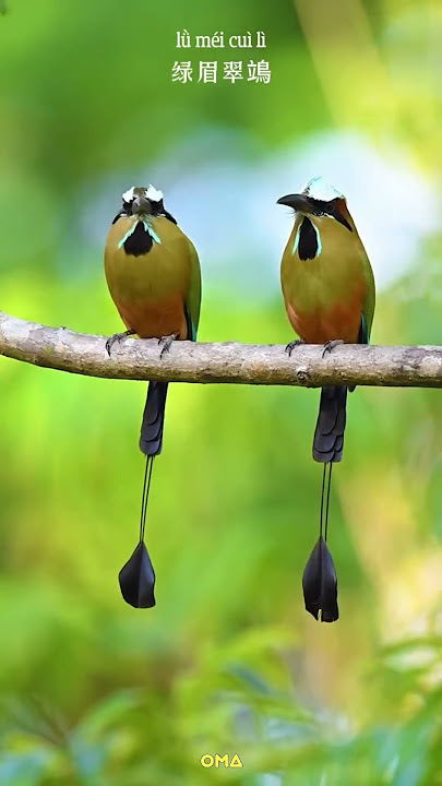 Burung motmot beralis biru kehijauan #shorts  #birds #burung #burungcantik