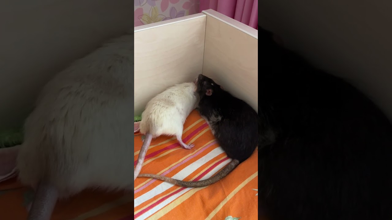 Мурочка покорила дракона! 