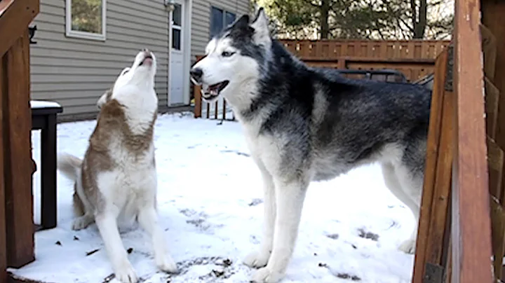 Mishka do you love winter? "I love it!" - Husky Dog Talking - DayDayNews