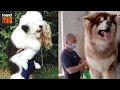 The BIGGEST AND CUTEST DOG BREEDS