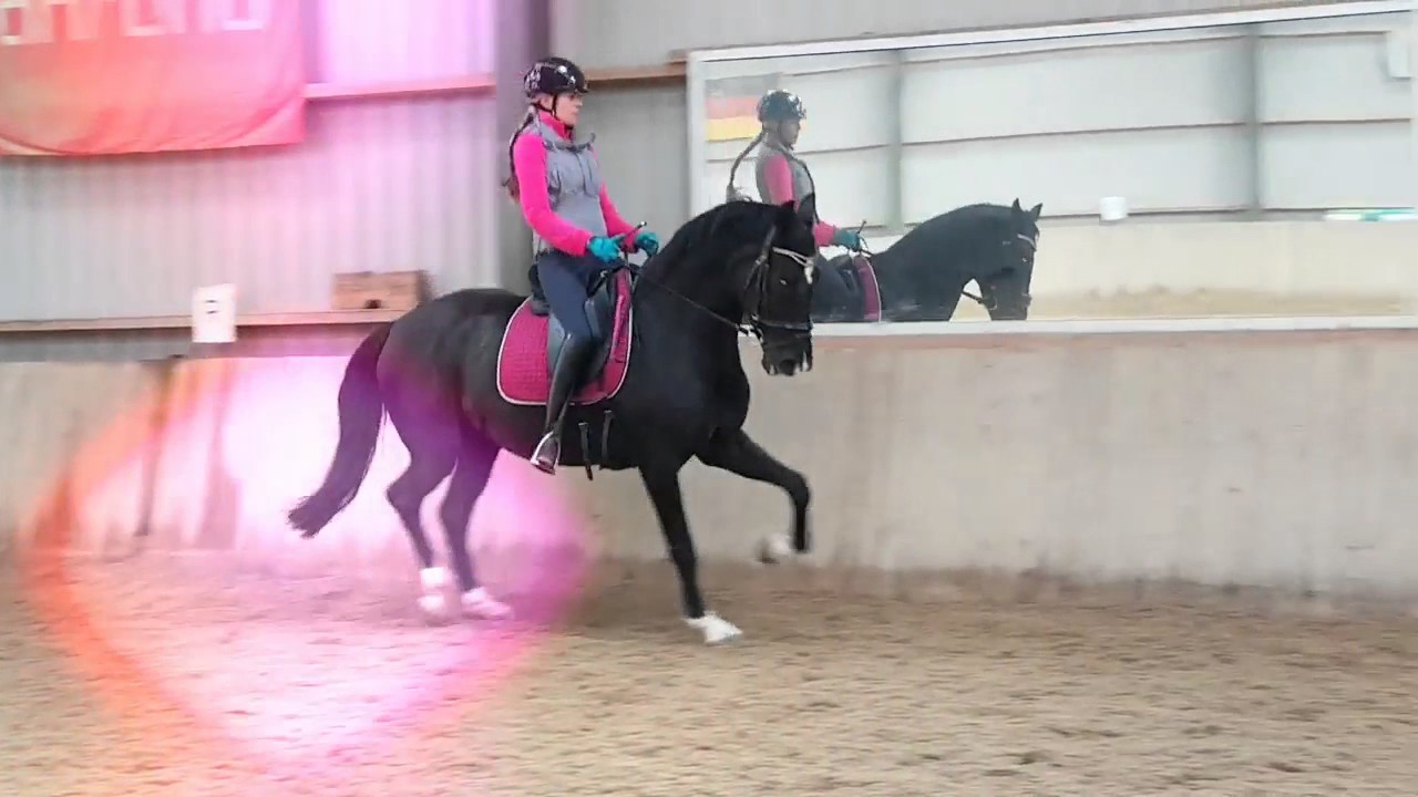 CLASSIC from WOW SADDLES