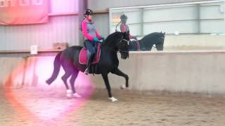 CLASSIC from WOW SADDLES