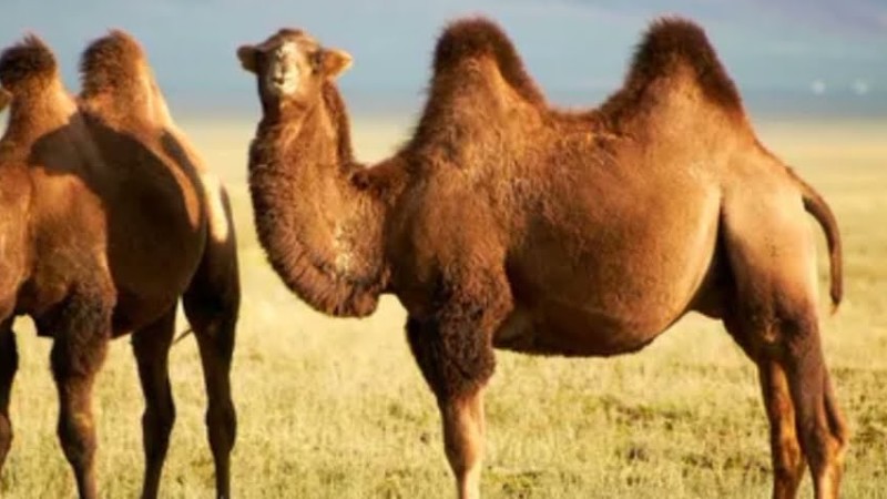 " Бозінген " Күйі - Төлеген Момбеков  ||  " Bozi̇ngen " Kúii̇ - Tólegen Mombekov