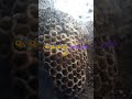 عش الدبابير