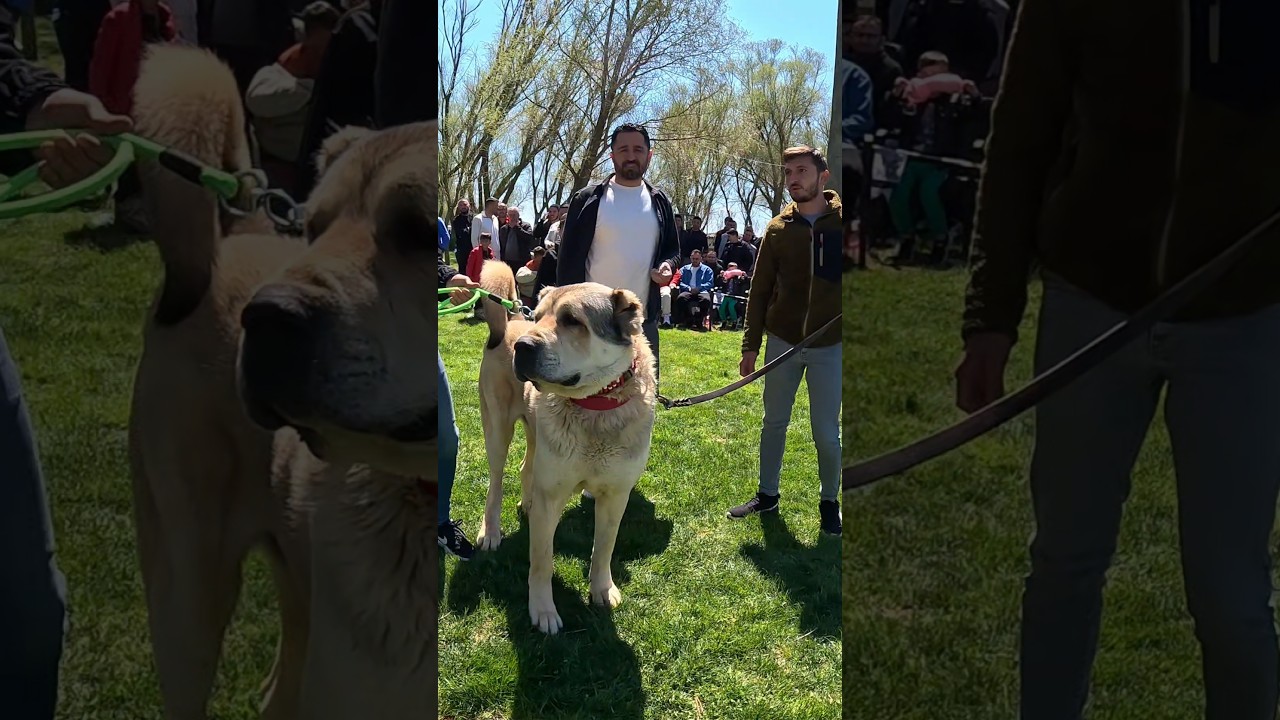 ACIPAYAM'DAN NAZMİ KAMBER VE DEV BİZON #anadoluçobanköpeği #dog
