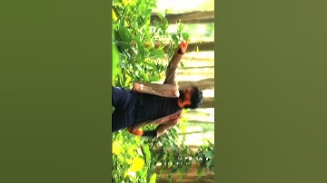 round 2 hell || Zombie the living dead #round2hell