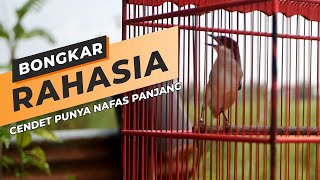 Melatih Nafas Burung Cendet Agar Mempunyai Lagu Panjang