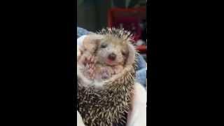 Tired Baby Hedgehog Yawning