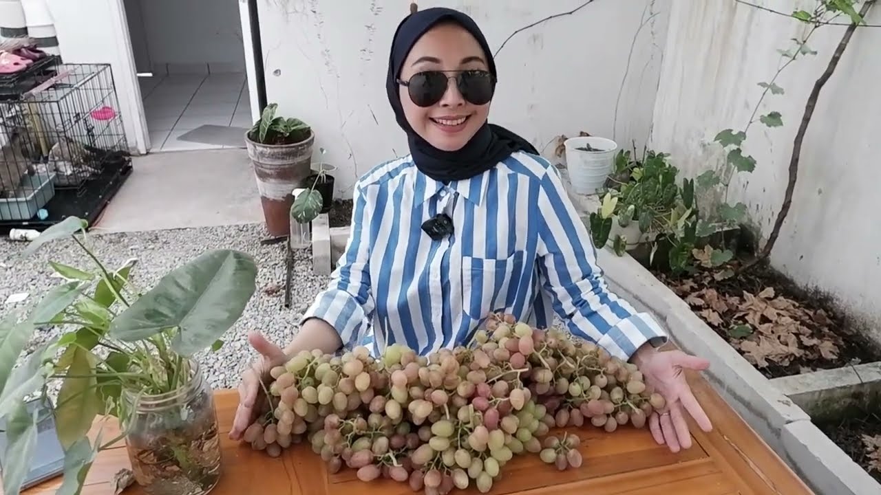Review Tanaman Anggur varian angelica || terbukti Genjah || langsung panen