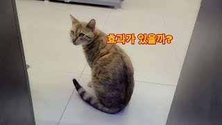 고양이 해충약을 발랐어요( 늘 하던것) 고양이 해충약을 발랐어요( 늘 하던것)
