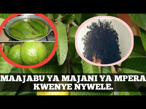 MAAJABU YA MAJANI YA MPERA NA KUKUZA NYWELE
