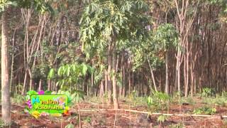 รายการคนไทยหัวใจเกษตร วันที่ 4 สิงหาคม 2558 B3 MPEG