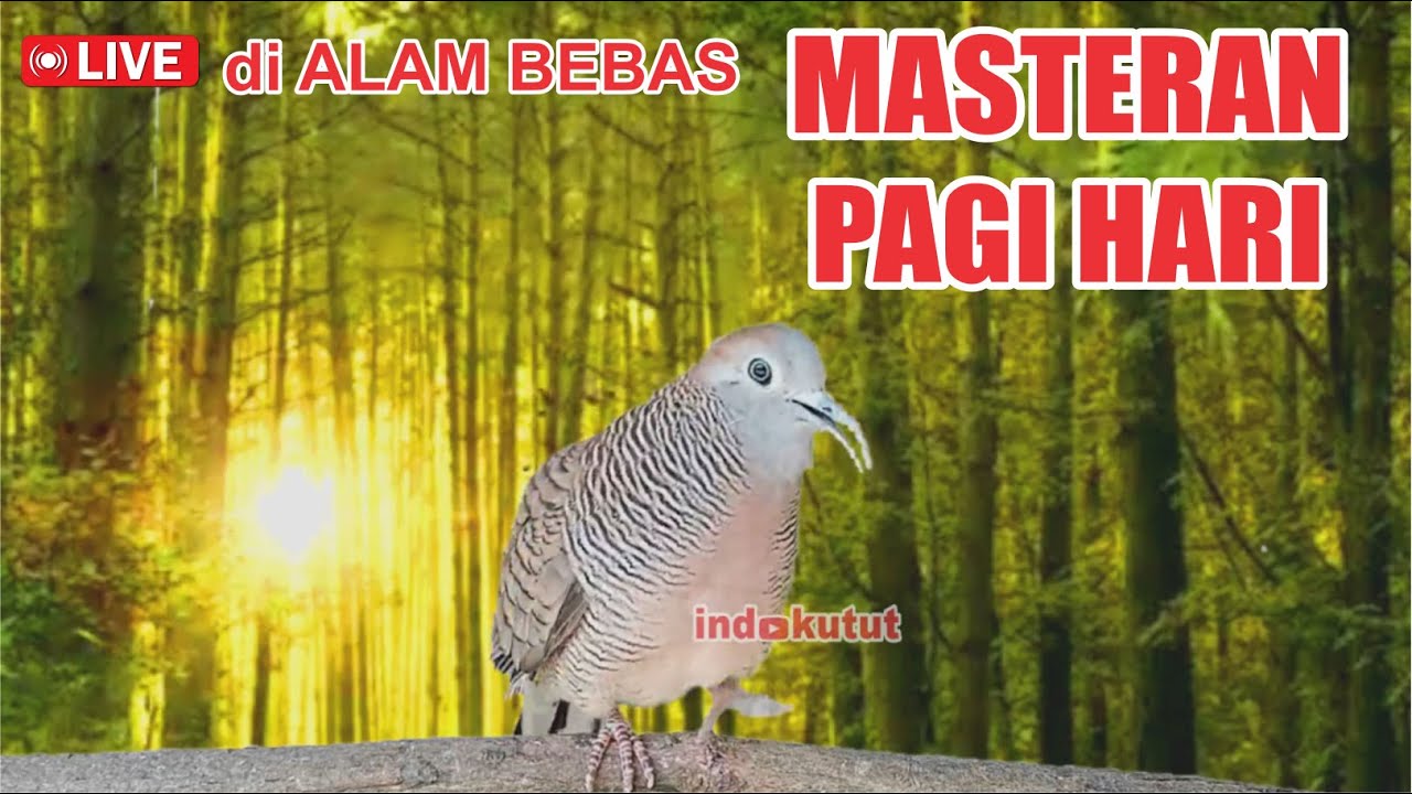 Perkutut manapun pasti Nyaut kalau dengar lawan dari ALAM BEBAS seperti ini