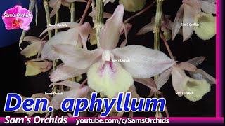 18Mounting Dendrobium aphyllum keikis Orchid update 18 (2020/05)