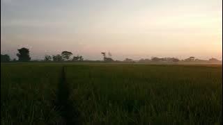 Story WA Aesthetic Pemandangan Sawah di Pagi Hari | Dj Komang rimex - Bahagia