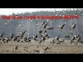 Охота на гусей в Беларуси 2021 #4| Goose hunting in Belarus 2021 # 4