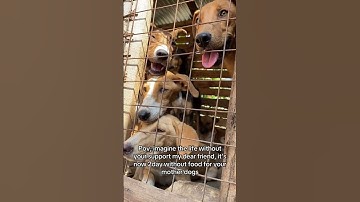 Sharing is caring and caring is love #doglovers #dog #doglove #CanineCare #pets