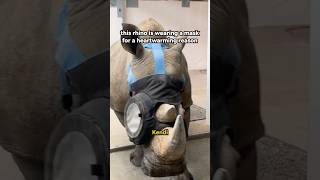 Kendi the rhino can see again! 🦏 👀 #AnimalKingdom #WaltDisneyWorld