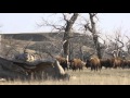 Buffalo jerky et les prairies