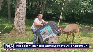 Deer rescued after getting stuck on rope swing in Barrington