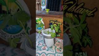 Cloning Hawaiian backyard style 🤙