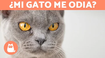 ¿Cuáles son los signos de que los gatos te odian?