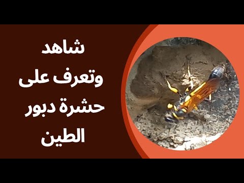 حشرة دبور الطين شاهد كيف تبني أعشاشها بالطين
