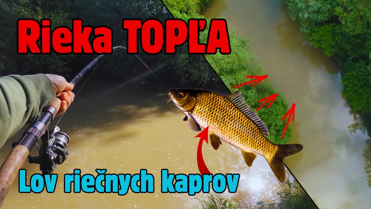 Rieka TOPĽA - Lov kapra - Rybolov na rieke - RYBÁRSKE VIDEÁ